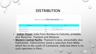 DISTRIBUTION
• Indian Ocean: India from Bombay to Calcutta, probably
also Myanmar, Thailand and Malaysia.
• Western Central Pacific: Thailand to Java, presumably also
Kalimantan. Valenciennes listed a specimen from Mahe
which lies to the south of Cannanore, India but there is no
such specimen in Paris.
 