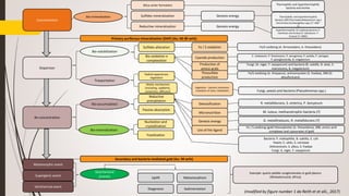Concentration
Dispersion
Re-concentration
Primary auriferous mineralization (DAP) (Au: 60-90 wt%)
Secondary and bacteria mediated gold (Au: 99 wt%)
Bio-solubilization
Trasportation
Bio-accumulation
Bio-mineralization
Bio-mineralization
Geochemical
process
Silica sinter formation
Sulfides mineralization
Reductive mineralization
Sulfides alteration
Bio-oxidation e
complexation
Radical apparatuses
vegetation
Abiotic mechanisms
(including: capillarity,
convection, diffusion)
Reductive
precipitation
Passive absorption
Nucleation and
crystallization
Fossilization
Uplift
Diagenesis
Metamorphism
Sedimentation
Genesis energy
Genesis energy
Thermophilic and hyperthermophilic
bacteria and Archea
Thermophilic and hyperthermophilic
bacteria SRB (Thermodesulfobacterium spp.)
And Archea (Archaeoglobus spp.) (T <400 °
C)
Hyperthermophile H2 oxidizing bacteria (T.
maritime) and Archea (P. islandicum, P.
furious) (T <400C)
Fe / S oxidation
Cyanide production
Production of
amino acids
Thiosulfate
production
Vegetation - bacteria interaction:
Essutation of roots, metabolism
Detossification
Micronutrition
Genesis energy
Use of the ligand
R. metallidurans, S. enterica, P. boryanum
M. luteus, methanotrophic bacteria (?)
G. metallireduces, R. metallidurans (?)
Fe / S oxidising (gold thiosulphate) (A. thiooxidans), SRB, amino acid
complexes and cyanurates of gold
Bacteria: P. maltophilia, B. subtilis, E. coli
Yeasts: C. utilis, S. cervisiae
Attinomicets: S. albus, S. fradiae
Fungi: A. niger, F. oxysporum
Fungi, yeasts and bacteria (Pseudomonas spp.)
C. violaceum, P. fluorescens, P. aeruginosa, P. putida, P. syringae,
P. pecoglossicida, B. megaterium
Fungi: (A. niger, F. oxysporum) and bacteria (B. subtills, B. alvei, S.
marcescens, B. megaterium)
Fe/S oxidising (A. thioparus), actinomycetes (S. fradiae), SRB (D.
desulfuricans)
Fe/S oxidising (A. ferrooxidans, A. thiooxidans)
Metamorphic event
Supergenic event
Idrothermal event
Example: quartz pebble conglomerates in gold placers
(Witwatersrand, Africa)
(modified by figure number 1 da Reith et et alii., 2017)
 