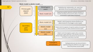 12
Biogenic gold cycle - Potential in exploration and mining AMI conferenze - Oberto Matteo - October 2018
Biotic model (LE)
Abiotic model
(LE)
Abiotic model
(HE)
Model in which bacterial colonies (biofilms) are
determinants for the biogenic cycle of gold.
Model in which the vegetation, through the capillarity, the exudation
of the root system, etc. allows a localized enrichment of gold.
Model in which the exogenous agents allow a localized
enrichment in gold. Moreover, in the transient moments
between high-energy events, the external rims passively enrich
themselves in gold (Ag-Cu leaching).
Metallogenic
event
Biotic model (LE)
Hydrothermal, metamorphic, etc. event that
generates the primary gold deposit (DAP).
Hyperthermophilic bacterial colonies resistant to
hostile and deep environments allow a localized
enrichment in gold (deep biosphere).
Supergenic
enrichment
Gold granules are not only enriched in
superficial deposits (DAS) but also larger in size
than the primary source (DAP).
Primary gold
deposit
(DAP)
Secondary
gold
(DAS)
Biotic model vs abiotic model[9,10]
 