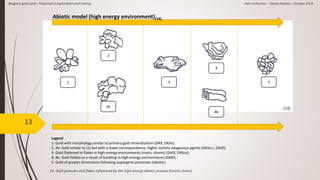 13
14- Gold granules and flakes influenced by the high-energy abiotic process (kinetic stress).
Biogenic gold cycle - Potential in exploration and mining AMI conference - Oberto Matteo - October 2018
1
2
2b
3
4
4b
5
Legend
1- Gold with morphology similar to primary gold mineralization (DAP, DASe);
2, 2b- Gold similar to (1) but with a lower correspondence, higher activity exogenous agents (DASe-c, DASf);
3- Gold flattened in flakes in high-energy environments (rivers, shores) (DASf, DASco);
4, 4b- Gold folded as a result of buckling in high-energy environments (DASf);
5- Gold of greater dimensions following supergenic processes (abiotic).
Abiotic model (high energy environment)[14]
[14]
 