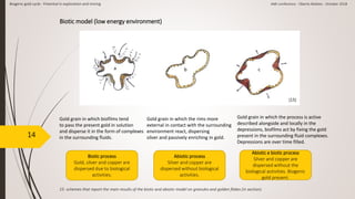 14
15- schemes that report the main results of the biotic and abiotic model on granules and golden flakes (in section).
Biogenic gold cycle - Potential in exploration and mining AMI conference - Oberto Matteo - October 2018
Gold grain in which biofilms tend
to pass the present gold in solution
and disperse it in the form of complexes
in the surrounding fluids.
Gold grain in which the rims more
external in contact with the surrounding
environment react, dispersing
silver and passively enriching in gold.
Gold grain in which the process is active
described alongside and locally in the
depressions, biofilms act by fixing the gold
present in the surrounding fluid complexes.
Depressions are over time filled.
a b c
Biotic process
Gold, silver and copper are
dispersed due to biological
activities.
Abiotic process
Silver and copper are
dispersed without biological
activities.
Abiotic e biotic process
Silver and copper are
dispersed without the
biological activities. Biogenic
gold present.
Biotic model (low energy environment)
[15]
 
