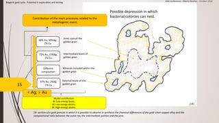 16- section of a gold granule in which it is possible to observe in synthesis the chemical differences of the gold-silver-copper alloy and the
compositional ratio between the outer rim, the intermediate portion and the core.
15
Biogenic gold cycle - Potential in exploration and mining AMI conference - Oberto Matteo - October 2018
15
Minerals included within the
golden grain
Inner core of the
golden grain
External levels of the
golden grain
Intermediate levels of
golden grain
97% Au; 2%Ag;
1% Cu
72% Au; 27%Ag;
1% Cu
68% Au; 30%Ag;
2% Cu
Different
composition
Model contribution:
M. Low-energy biotic;
M. Low-energy abiotic;
M. High-energy abiotic.
Contribution of the main processes related to the
metallogenic event.
Possible depression in which
bacterial colonies can nest.
[16]
< Ag; > Au
 