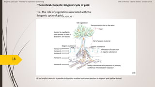 18
Theoretical concepts: biogenic cycle of gold:
1e- The role of vegetation associated with the
biogenic cycle of gold[9,10,19,20] ;
19- soil profile in which it is possible to highlight localized enrichment portions in biogenic gold (yellow dotted).
Biogenic gold cycle - Potential in exploration and mining AMI conference - Oberto Matteo - October 2018
[19]
 