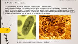 23
2- Potential in mining exploration:
2c- Biosensing and recognition of bacterial association (e.g. C. metallidurans)[9,10,11,26,27];
Biosensors are devices that use microorganisms to detect specific compounds; the binding of the sensor, which is
usually an enzyme, results in a measurable change. These specific proteins could theoretically be used to immediately
detect and quantify gold concentrations in environmental samples. You can detect gold concentration values up to 20
ppb with accuracy of 2 ppb. This technique can also be used on the ground.
[26] [27]
26- Ultra-thin section in which Cupriavidus metallidurans is observed with particulate gold in the cytoplasm.
27- biofilm in which C. metallidurans is present in the depression of a gold granule.
Biogenic gold cycle - Potential in exploration and mining AMI conference - Oberto Matteo - October 2018
 