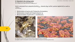 24
3- Potential in the mining sector
3a- Bioprocessing (bioleaching)[9,10,11] ;
Gold is extracted from calaverite (AuTe2)[28] , silvanite (Ag, Au)Te2, petzite (Ag3AuTe2) as well as
sulfides[29]:
• Biolisciviation of pyrite with Thiobacillus ferrooxidans;
• Biolisciviation of gold with Diaphorobacter sp.
• Bioaccumulation of gold with C. metallidurans;
[28] [29]
28- calaverite in quartz matrix, size of the mineral in photograph about a centimeter.
29- biofilm in which T. ferrooxidans is present, which oxidizes arsenopyrite and releases gold over time.
AMI conference - Oberto Matteo - October 2018
 