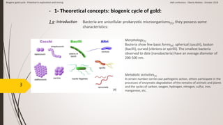 3
- 1- Theoretical concepts: biogenic cycle of gold:
1 a- Introduction Bacteria are unicellular prokaryotic microorganisms[5], they possess some
characteristics:
Metabolic activities[5]
A certain number carries out pathogenic action, others participate in the
processes of enzymatic degradation of the remains of animals and plants
and the cycles of carbon, oxygen, hydrogen, nitrogen, sulfur, iron,
manganese, etc.
Morphology[5]
Bacteria show few basic forms[4]: spherical (cocchi), baston
(bacilli), curved (vibrions or spirilli). The smallest bacteria
observed to date (nanobacteria) have an average diameter of
200-500 nm.
[4]
Biogenic gold cycle - Potential in exploration and mining AMI conference - Oberto Matteo - October 2018
 