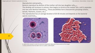 4
Reproduction and growth[5]
Bacteria reproduce by division of the mother cell into two daughter cells[6,7].
The dividing cell increases in volume, then begins to shrink at the median axis, until it separates
into two new identical identities[6]. These possibilities form characteristic groupings (chains,
tetrads, filaments, clusters, etc.).
The reproduction has an average duration of 20-30 minutes and depends on the bacterial
species examined[7].
[7][6]
6- detail of the moment in which the bacterium duplication takes place (lower portion of the image).
7-colony of bacteria that has taken root on a surface, called biofilm.
Biogenic gold cycle - Potential in exploration and mining AMI conference - Oberto Matteo - October 2018
 