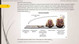 5
Bacterial communities[5]
The type of growth prevalent in natural environments is the sessile one. When nutrient intake is
limited, the bacteria tend to adhere to solid supports and remain stably attached to the solid-
liquid interface, where the nutrients are concentrated. Once established, the bacteria secrete
exopolysaccharide substances that surround them, guaranteeing their cohesion to the support
and to each other[5,8].
The whole process takes from a few days to a few weeks[5].
Genesis of biofilm
[8]
8- engraftment, expansion and reproduction of sessile bacteria through biofilms.
Biogenic gold cycle - Potential in exploration and mining AMI conference - Oberto Matteo - October 2018
6. The cycle repeats
itself
4. Mature biofilm 5. Some cells break
away from the
biofilm to colonize
other surfaces
3. Bacterial
division, microbial
population growth
and
polysaccharide
matrix secretion
2. Bacterial cells
aggregate
1. Single bacterial
cells adhere to a
surface
 
