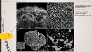 6
Legend
9- SEM photographs (electronic scanning
microscope) of biofilm on the surface of
gold granules coming from:
A- Lively's find (Australia);
B- Corrego Born Sucesso (Brazil);
C- Australia (gold in nanophase);
D- Prophet Mine (Australia);
(Figure number 3 from Rea et alii., 2016)[9]
Biogenic gold cycle - Potential in exploration and mining AMI conference - Oberto Matteo - October 2018
 