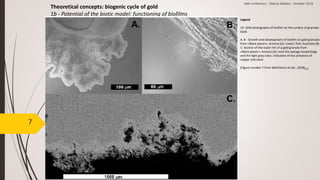 7
Theoretical concepts: biogenic cycle of gold
1b - Potential of the biotic model: functioning of biofilms
Legend
10- SEM photographs of biofilm on the surface of granules
Gold:
A, B - Growth and development of biofilm on gold granules
from «Black placer», Arizona (A); Lively's find, Australia (B).
C- Section of the outer rim of a gold granule from
«Black placer», Arizona (A); note the spongy morphology
and the light gray color, indicative of less presence of
copper and silver.
(Figure number 7 from Melchiorre et alii., 2018)[10]
AMI conference - Oberto Matteo - October 2018
 