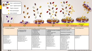 1 2 3 4 5 6
1. Surface conditions Establishment of other bacterial species and biofilm growth 5. Mobilization of gold 6. Cell dispersion
Acinetobacter spp.
Lysobacter sp.
Duganella sp.
Solubilization of gold (S)
Detoxification from gold (G)
Resistance to metal (M)
4. Metabolic turnover of complex
compunds
Complessi organici (O);
Xenobiotici (X);
Tossine (T);
3. Nutritional cicle
C- fixation (C)
N2- fixation (N)
Nitrificazione (NI)
Denitrificazione (D)
2. Production EPS (E)
Auto-aggregation (A)
Diaphorobacter sp. (S)
Sphingomonas spp. (S, M)
Methylobacterium sp. (S)
C. metallidurans (G)
D. adovorans (G)
S. maltophilia (G)
Achromobacter spp. (M)
Halomonas sp. (M)
Herbaspirillum sp. (M)
Burkholderia spp. (M)
Shewanella sp. (M)
Acinetobacter spp. (M)
Pseudomonas spp. (M)
Ideonella sp. (M)
Acinetobacter spp. (O)
Burkholderia spp. (O)
Pelomonas sp. (O)
Pseudomonas spp. (O)
Sphingobium sp. (O)
Sphingomonas spp. (O)
Arthrobacter sp. (X)
Diaphorobacter sp. (X)
Phenylobacterium sp. (X)
Xanthomonas sp. (X)
Methylobacterium sp. (T)
Rhodobacter sp. (C)
Beijerinckia sp. (N)
Rhizobium spp. (N)
Herbasiprillum sp. (N)
Pelomonas sp. (N)
Nitrobacter sp. (NI)
Diaphorobacter sp. (NI, D)
Acidovorax sp. (D)
Achromobacter sp. (D)
C. Metallidurans (D)
S. Maltophilia (D)
Pseudomonas spp. (D)
Pseudomonas spp. (E)
Burkholderia spp. (E)
Methylobacterium sp. (E)
Acinetobacter spp. (E)
Sediminibacterium spp. (A)
Rhodobacter sp. (A)
Arthrobacter spp.
Corybacterium sp.
Deinococcus sp.
Kocuria sp.
Microbacterium spp.
Micrococcus spp.
Propionibacterium spp.
Staphylococcus spp.
Biogenic gold
Secondary gold
Gram – positive bacteria
Gram – negative bacteria
Organic compound
Nano-particled gold
Gold complexes
(modificied from figurr number 6 from Rea et alii., 2016)[9]
 