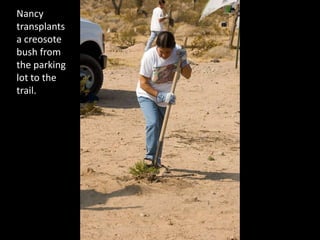 Nancy transplants a creosote bush from the parking lot to the trail.