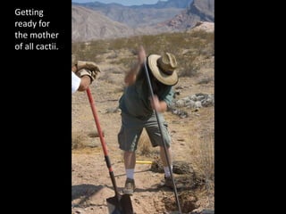 Getting ready for the mother of all cactii.