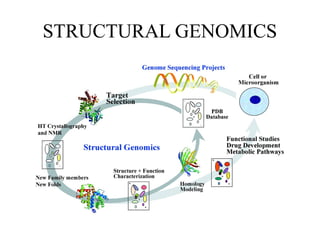 Structural Genomics Notes goldenbiotechnologythe bioinformatics.pptx