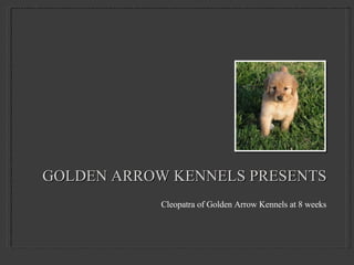 GOLDEN ARROW KENNELS PRESENTS ,[object Object]
