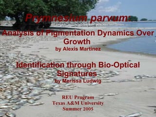 Prymnesium parvum : Analysis of Pigmentation Dynamics Over Growth  by Alexis Martinez Identification through Bio-Optical Signatures  by Merissa Ludwig   REU Program Texas A&M University Summer 2005 