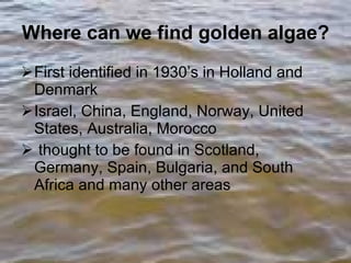 Where can we find golden algae? First identified in 1930’s in Holland and Denmark Israel, China, England, Norway, United States, Australia, Morocco thought to be found in Scotland, Germany, Spain, Bulgaria, and South Africa and many other areas 