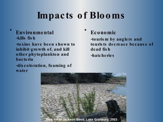 Impacts of Blooms Environmental -kills fish -toxins have been shown to inhibit growth of, and kill other phytoplankton and bacteria -discoloration, foaming of water  Economic -tourism by anglers and tourists decrease because of dead fish -hatcheries  Fish kill at Jackson Bend, Lake Granbury, 2003   