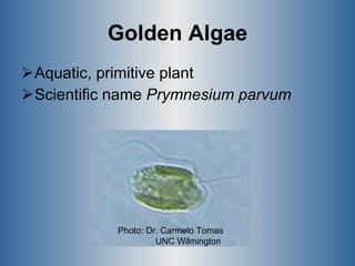Golden Algae Aquatic, primitive plant Scientific name  Prymnesium parvum          Photo: Dr. Carmelo Tomas UNC Wilmington  