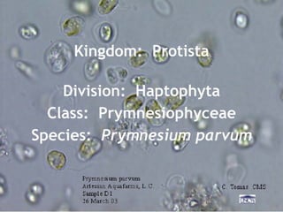 Kingdom:  Protista Division:  Haptophyta Class:  Prymnesiophyceae Species:  Prymnesium parvum 
