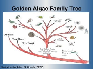 Golden Algae Family Tree Illustrations by Robert G. Howells, TPWD  