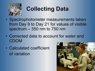 Collecting Data Spectrophotometer measurements taken from Day 9 to Day 21 for values of visible spectrum – 350 nm to 750 nm Corrected data to account for water and CDOM Calculated coefficient  of variation 