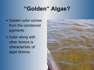 “ Golden” Algae? Golden color comes from the carotenoid  pigments Color along with  other factors is  characteristic of  algal blooms 