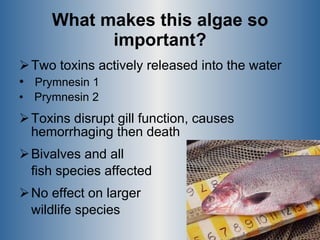 What makes this algae so important? Two toxins actively released into the water Prymnesin 1 Prymnesin 2 Toxins disrupt gill function, causes hemorrhaging then death Bivalves and all  fish species affected No effect on larger  wildlife species 