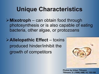 Unique Characteristics Mixotroph  – can obtain food through photosynthesis or is also capable of eating bacteria, other algae, or protozoans Allelopathic Effect  – toxins  produced hinder/inhibit the  growth of competitors Photos by Urban Tillmann TIllmann, U. (1998) AME 14: 155-160 