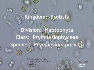 <ul><li>Kingdom:  Protista </li></ul><ul><li>Division:  Haptophyta </li></ul><ul><li>Class:  Prymnesiophyceae </li></ul><u...