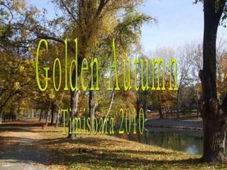 Golden Autumn  Timisoara 2010 
