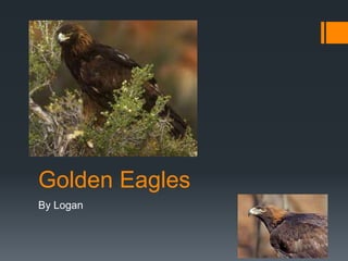 Golden Eagles
By Logan
 