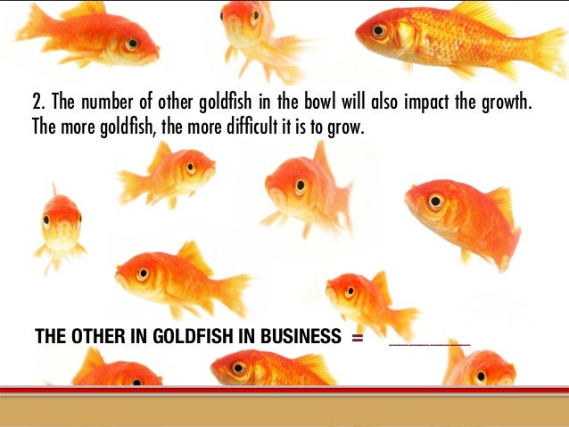 Big Pet Goldfish Pet S Gallery