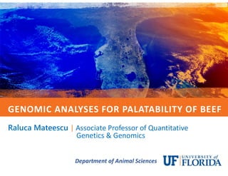 GENOMIC ANALYSES FOR PALATABILITY OF BEEF
Raluca Mateescu | Associate Professor of Quantitative
Genetics & Genomics
Department of Animal Sciences
 