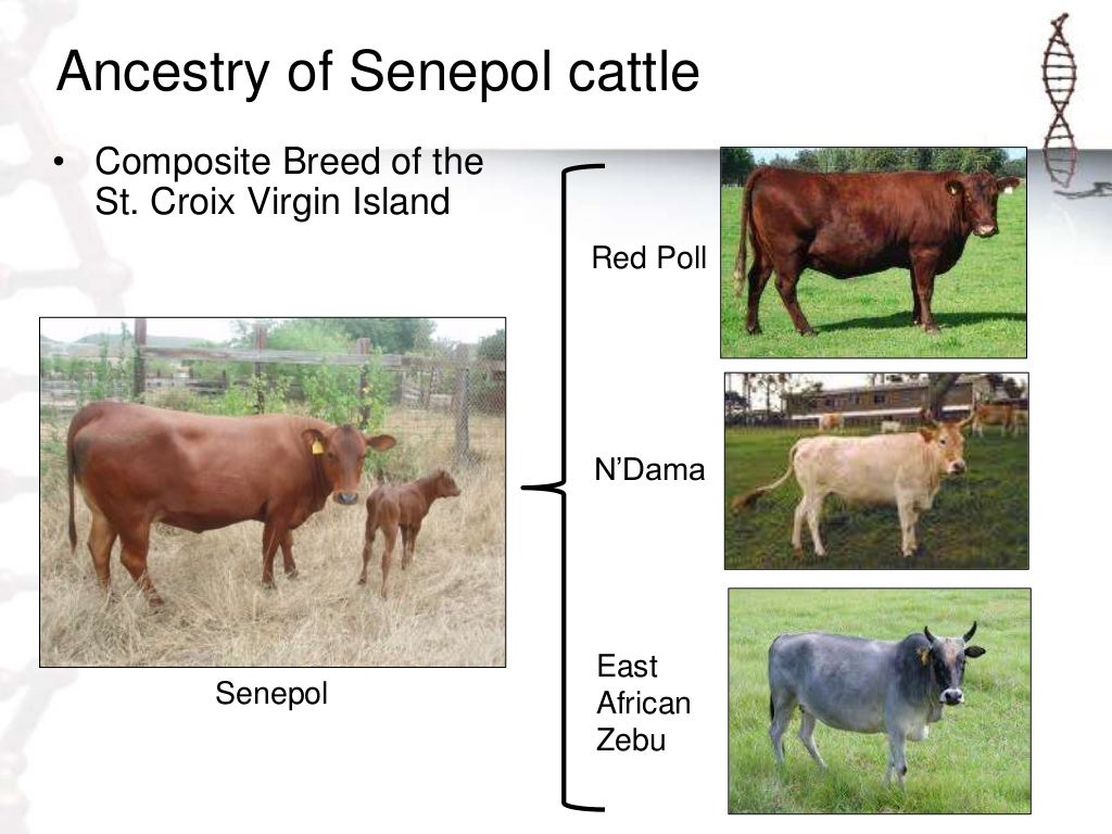Population Structure & Improvement in Livestock