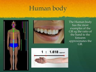 Human body
The Human body
has the most
examples of the
GR eg the ratio of
the hand to the
forearm
approximates the
GR.
 