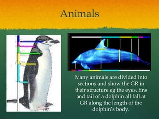 Animals
Many animals are divided into
sections and show the GR in
their structure eg the eyes, fins
and tail of a dolphin ...