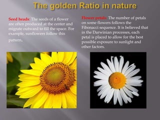 Golden ratio new | PPTX