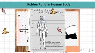Golden Ratio In Human Body