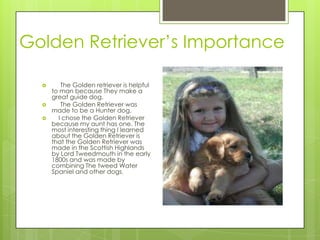 Golden Retriever’s Importance

        The Golden retriever is helpful
      to man because They make a
      great guide dog.
        The Golden Retriever was
      made to be a Hunter dog.
       I chose the Golden Retriever
      because my aunt has one. The
      most interesting thing I learned
      about the Golden Retriever is
      that the Golden Retriever was
      made in the Scottish Highlands
      by Lord Tweedmouth in the early
      1800s and was made by
      combining The tweed Water
      Spaniel and other dogs.
 