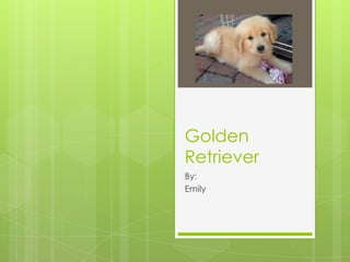 Golden
Retriever
By:
Emily
 