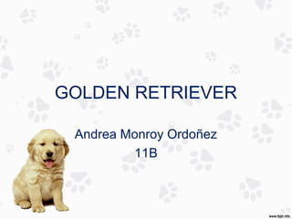 GOLDEN RETRIEVER

 Andrea Monroy Ordoñez
         11B
 