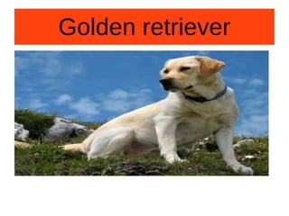 Golden retriever
 