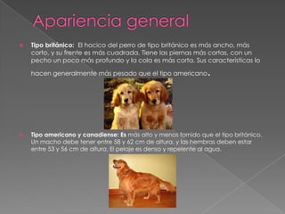 

Tipo británico: El hocico del perro de tipo británico es más ancho, más
corto, y su frente es más cuadrada. Tiene las piernas más cortas, con un
pecho un poco más profundo y la cola es más corta. Sus características lo
hacen generalmente más pesado ​que el tipo americano



.

Tipo americano y canadiense: Es más alto y menos fornido que el tipo británico.
Un macho debe tener entre 58 y 62 cm de altura, y las hembras deben estar
entre 53 y 56 cm de altura. El pelaje es denso y repelente al agua.

 