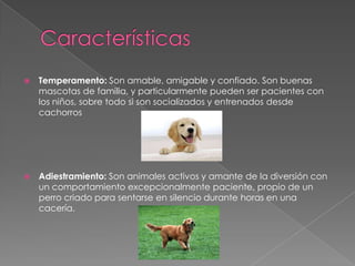 

Temperamento: Son amable, amigable y confiado. Son buenas
mascotas de familia, y particularmente pueden ser pacientes con
los niños, sobre todo si son socializados y entrenados desde
cachorros



Adiestramiento: Son animales activos y amante de la diversión con
un comportamiento excepcionalmente paciente, propio de un
perro criado para sentarse en silencio durante horas en una
cacería.

 