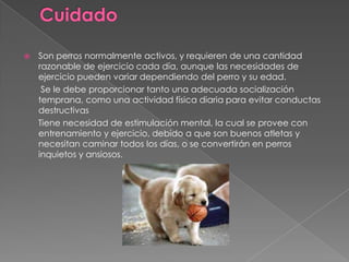 

Son perros normalmente activos, y requieren de una cantidad
razonable de ejercicio cada día, aunque las necesidades de
ejercicio pueden variar dependiendo del perro y su edad.
Se le debe proporcionar tanto una adecuada socialización
temprana, como una actividad física diaria para evitar conductas
destructivas
Tiene necesidad de estimulación mental, la cual se provee con
entrenamiento y ejercicio, debido a que son buenos atletas y
necesitan caminar todos los días, o se convertirán en perros
inquietos y ansiosos.

 