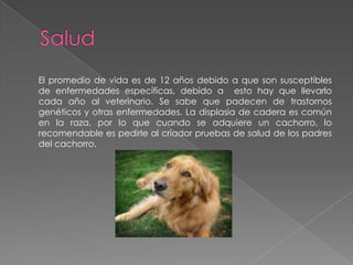 El promedio de vida es de 12 años debido a que son susceptibles
de enfermedades específicas, debido a esto hay que llevarlo
cada año al veterinario. Se sabe que padecen de trastornos
genéticos y otras enfermedades. La displasia de cadera es común
en la raza, por lo que cuando se adquiere un cachorro, lo
recomendable es pedirle al criador pruebas de salud de los padres
del cachorro.

 