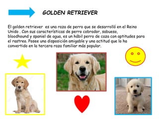 El golden retriever es una raza de perro que se desarrolló en el Reino
Unido . Con sus características de perro cobrador, sabueso,
bloodhound y spaniel de agua, es un hábil perro de caza con aptitudes para
el rastreo. Posee una disposición amigable y una actitud que lo ha
convertido en la tercera raza familiar más popular.
GOLDEN RETRIEVER
 