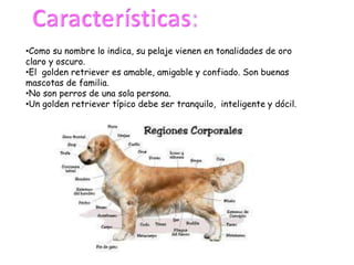 •Como su nombre lo indica, su pelaje vienen en tonalidades de oro
claro y oscuro.
•El golden retriever es amable, amigable y confiado. Son buenas
mascotas de familia.
•No son perros de una sola persona.
•Un golden retriever típico debe ser tranquilo, inteligente y dócil.
 