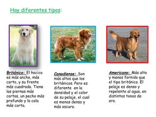 Hay diferentes tipos:
Británico: El hocico
es más ancho, más
corto, y su frente
más cuadrada. Tiene
las piernas más
cortas, un pecho más
profundo y la cola
más corta.
Canadiense: Son
más altos que los
británicos. Pero es
diferente en la
densidad y el color
de su pelaje, el cual
es menos denso y
más oscuro.
Americano: Más alto
y menos fornido que
el tipo británico. El
pelaje es denso y
repelente al agua, en
distintos tonos de
oro.
 